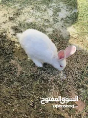  25 أرانب بصحة فوق الممتازه و مأكل ومشرب من افضل ما يكون مختلفة الأنواع و الأحجام والأعمار للبيع حصرا
