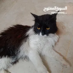  5 قطه ذكر نوع بيرشن اليف ترب