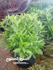  10 مشاتل المملكة الزراعية لتنسيق الحدائق