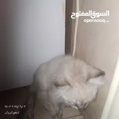  2 قط هاملاي ذكر للبيع