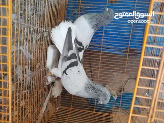  10 جواز مكتفات جميع الالوان ونوريات قراقطة وزرق وسود