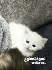  6 قط ابيض شيرازي