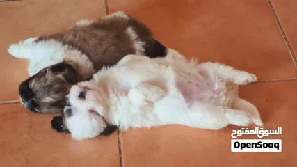  12 1 month old female puppies for sale