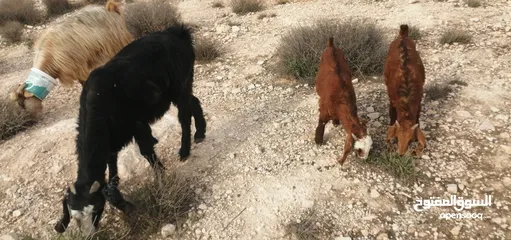  6 عبور قبرصي و معز مواليد و فحل شامي