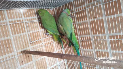  15 Green parrot 2 breading pair eggs also 100% bread pair