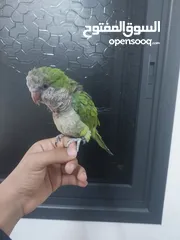  2 ببغاء كويكر