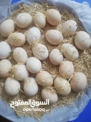  2 بيض عرب ممتاز تغذيه نباتيه