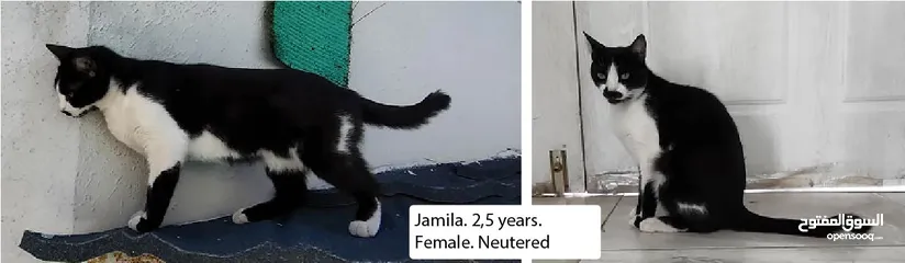  3 Cat Owner Seeks Loving Home For 5 Wonderful Felines