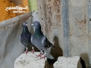  2 مكاني بصره ابو الخصيب