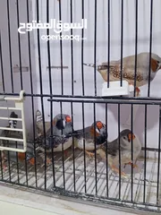  10 زيبرا مكس انقلش