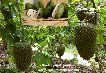  2 بيع الاشجار بالجملة Wholesale of trees