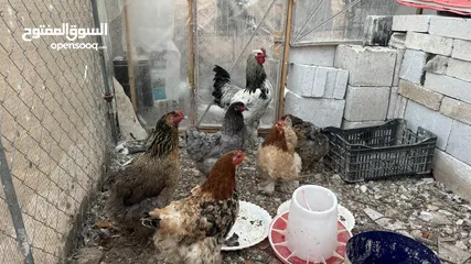  2 ديك وخمس دجاجات براهمي