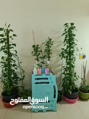  1 Money Plant and Calamansi Plant
