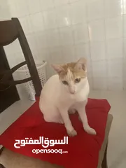  1 Cat for adoption