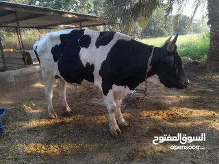  2 ثور مهجن وكبير م شالله