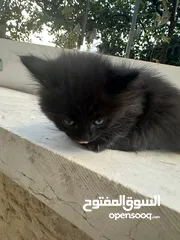  2 قطط ل البيع