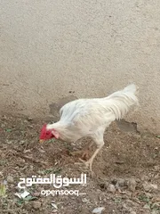  1 ديك عرب اصلي