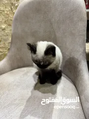  7 قطه بيور للتبني Pure cat for adoption