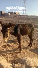  1 حمار غنم هادي