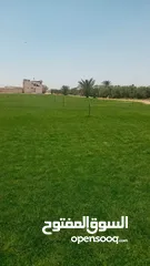  15 نجيل طبيعي وصناعي