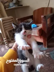  3 قطط للبيع صغيره