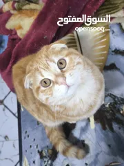  1 سكوتش فولد تابي Orange Tabby