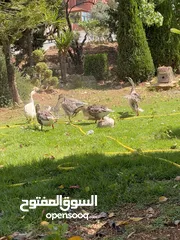  1 وز افريقي. بدل على طاؤوس