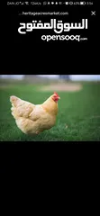  7 مطلوب دجاج من نفس النوع الظاهر بل صورة للتواصل عل خاص _________________________