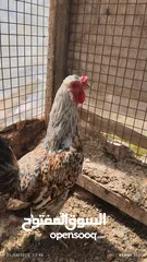  3 دجاج بلدي للبيع