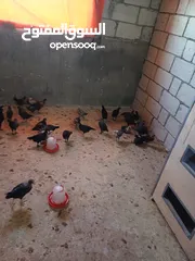  3 صيصان بلدي للبيع