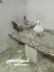  5 متاح جواز زق شغالة ومكفولة وشوية فراخ