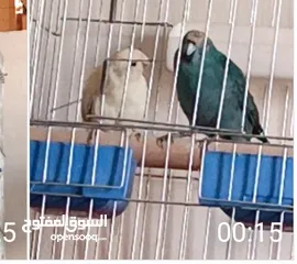  1 طيور للبيع