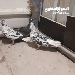  4 حمام للبيع جواج الجوز 10