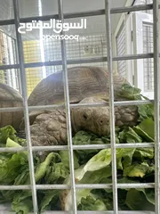  3 African tortoise