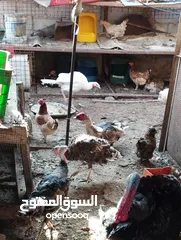  10 طيور متنوعه نضيفه كتير ترباية بيت مو قصص تجار