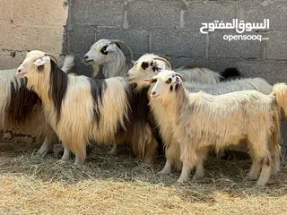  2 أغنام جباليات من حلال الرحوب