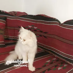  4 بسم الله ما شاء الله متاح بسه مع ولدها النوع شيرازي عمر البس الكبيره سنه وعمر ابنها شهرين ماخذين جمي