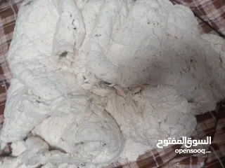  7 قطن و بوليستر جديد
