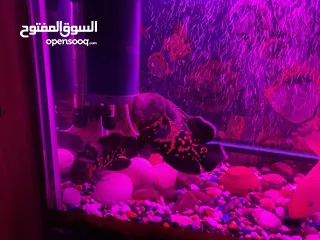  7 حوض سمك اوسكر كامل اغراضو للبيع