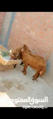  5 بسم الله الرحمن الرحيم  الخميس26/6/2025 متاح دكرين خشنين خروفين توام  النوع/رحماني غنم تربيه بيتي  ا