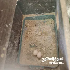 10 طيور حب عصافير حب