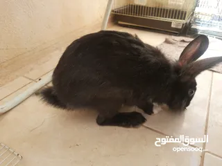  3 ارانب  lion head ذكور نوعهم راس الاسد Rabbits