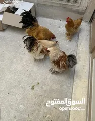  6 للبيع ديوك براهمه