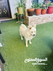  4 كلب مالتيز (فرنش تيرير) للبيع او البدل عمره 9 شهور