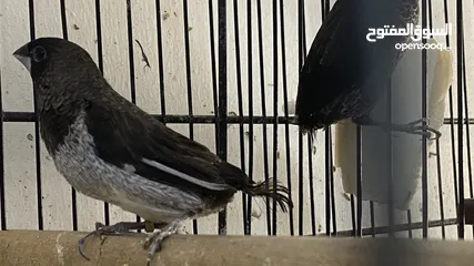  6 طيور انتاجي بنجاليز الوان صوافي