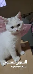  1 قطة للبيع عمر ثلاث شهور