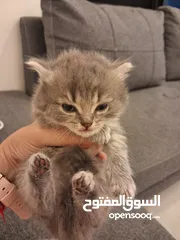  5 قطط هملايا صغيره شهرين للبيع 25 دينار واحده