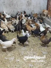  6 دجاج عماني ما شا الله احجام طيبه ب ريال فقط عمر ثلاثة اشهر