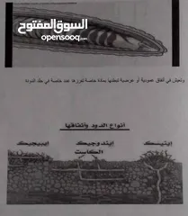  10 دود فيرمي كومبوست خليط بين دود الريدويجلر ودود التايجر وورم