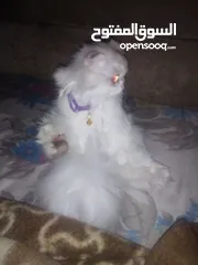  4 قطة انثى هاديه